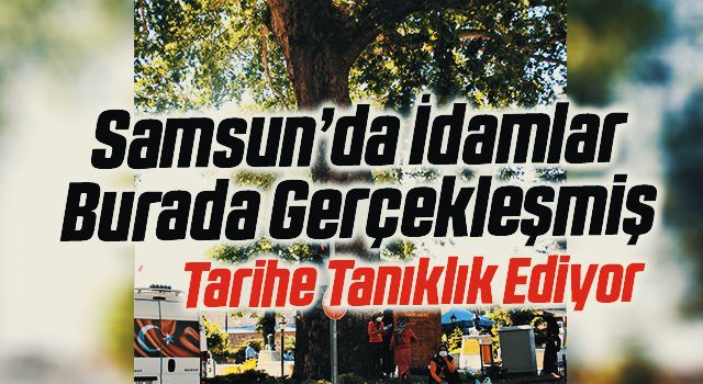 Idamlarin Yapildigi 2 5 Asirlik Cinar Tarihe Taniklik Ediyor