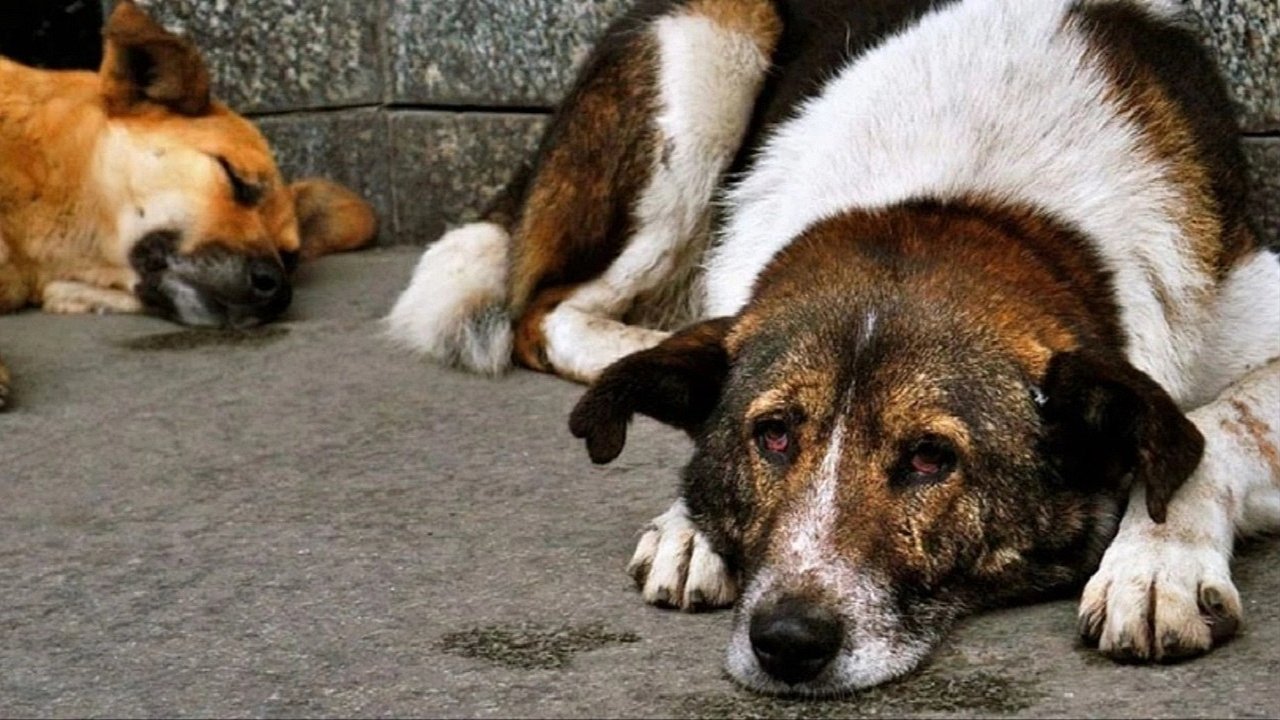 Sokak Köpekleri Uyutulacak Mı? - GÜNDEM - Samsun Hedef Halk Gazetesi  İnternet Haber Sitesi