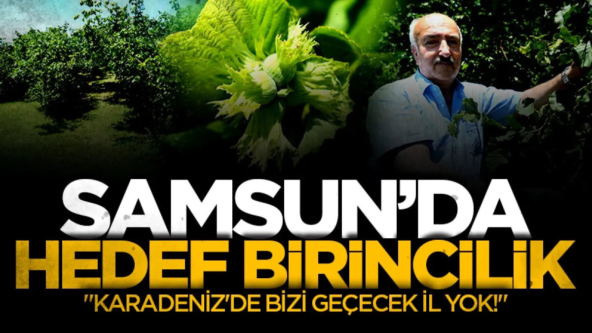 Samsun fındıkta tahtını kaptırmıyor: Karadeniz'de bizi geçecek il yok!