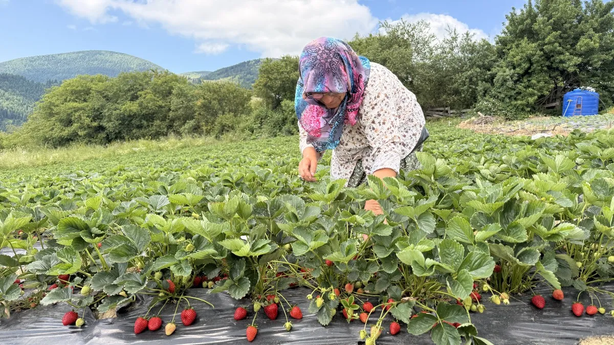 Samsun'da bin rakımlı dürtmen yaylası'nda çilek hasadı başladı