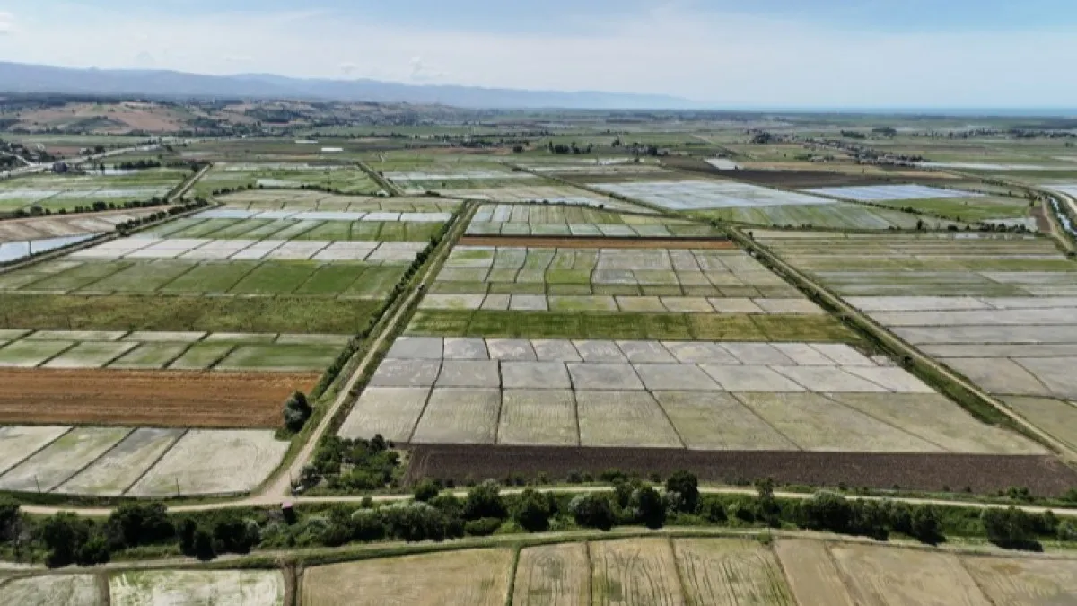 Samsun'da çeltik ekim alanları her geçen yıl artıyor