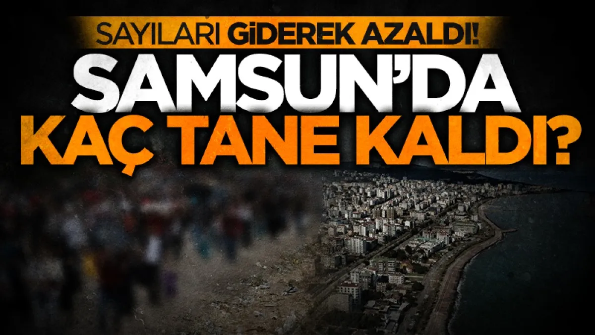 Samsun'da kaç mülteci kaldı? Son rakamlar dikkat çekti