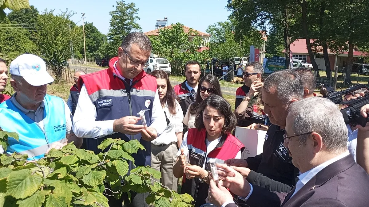 Samsun'da kahverengi kokarcayla biyolojik mücadele