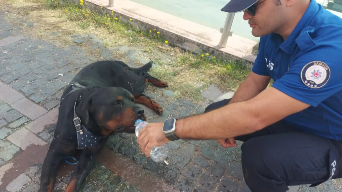 Samsun'da kazada yaralanan köpeğe polis şefkati