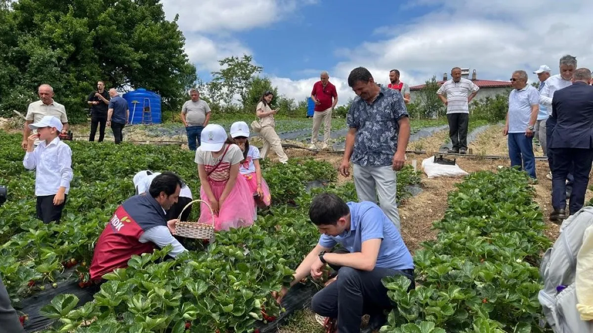 Samsun’da yayla çileği hasadı başladı! Aromasıyla dikkat çekiyor