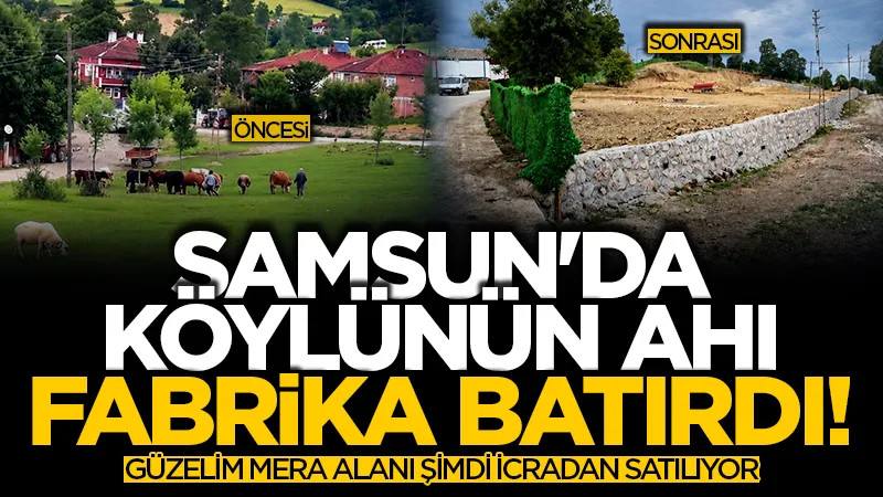 Samsun'da köylünün ahı fabrika batırdı! Güzelim mera alanı şimdi icradan satılıyor